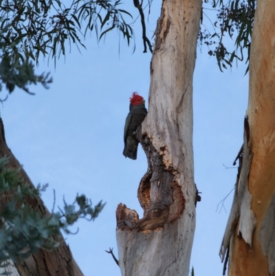 Callocephalon fimbriatum (Gang-gang Cockatoo) at Kambah, ACT - 17 Apr 2022 by HelenCross