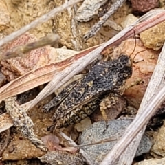 Tetrigidae (family) at Merriangaah, NSW - 27 Sep 2023 10:30 AM