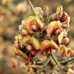 Daviesia genistifolia (Broom Bitter Pea) at Palarang, NSW - 27 Sep 2023 by trevorpreston