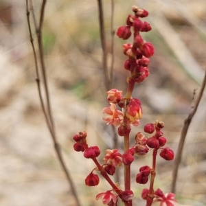 Rumex acetosella at Palarang, NSW - 27 Sep 2023