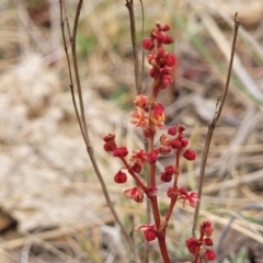 Rumex acetosella at Palarang, NSW - 27 Sep 2023