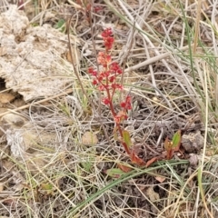 Rumex acetosella at Palarang, NSW - 27 Sep 2023