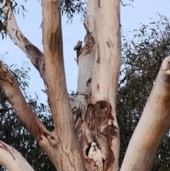 Callocephalon fimbriatum (Gang-gang Cockatoo) at Kambah, ACT - 13 Sep 2023 by HelenCross