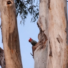 Callocephalon fimbriatum at Kambah, ACT - suppressed