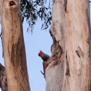 Callocephalon fimbriatum at Kambah, ACT - suppressed