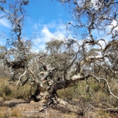 Eucalyptus sp. (A Gum Tree) at Meringo Nature Reserve - 27 Sep 2023 by trevorpreston