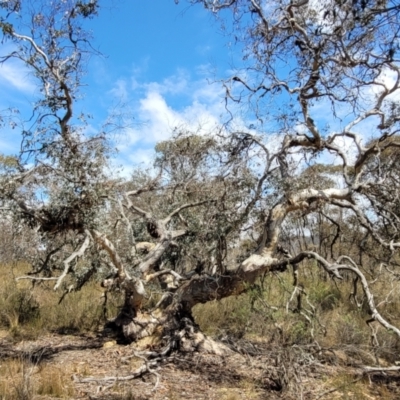 Eucalyptus sp. (A Gum Tree) at Merriangaah, NSW - 27 Sep 2023 by trevorpreston