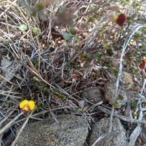 Bossiaea buxifolia at Cooma, NSW - 13 Sep 2023 02:51 PM