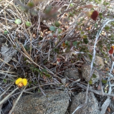 Bossiaea buxifolia (Matted Bossiaea) at Cooma, NSW - 13 Sep 2023 by mahargiani