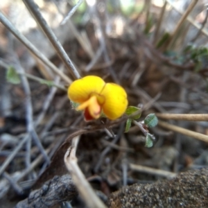 Bossiaea buxifolia at Cooma, NSW - 13 Sep 2023 02:51 PM