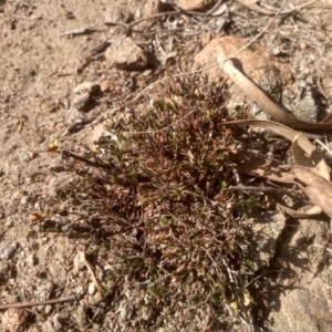 Bossiaea buxifolia at Cooma, NSW - 13 Sep 2023 02:51 PM