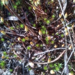 Polytrichum at Cooma North Ridge Reserve - 13 Sep 2023 by mahargiani