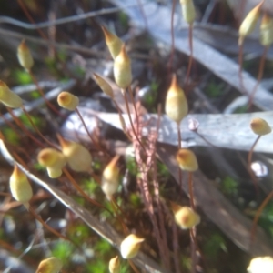 Polytrichum at Cooma, NSW - 13 Sep 2023