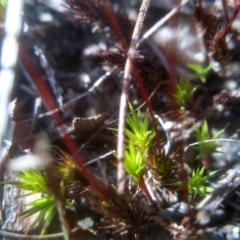 Polytrichum at Cooma, NSW - 13 Sep 2023 03:02 PM