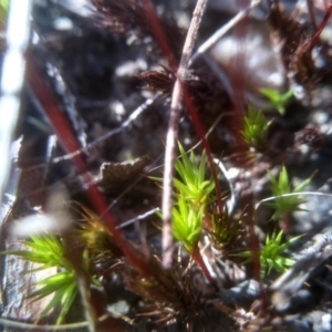 Polytrichum at Cooma, NSW - 13 Sep 2023 03:02 PM