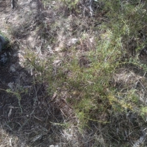 Daviesia ulicifolia subsp. ruscifolia at Cooma, NSW - 23 Sep 2023 02:22 PM