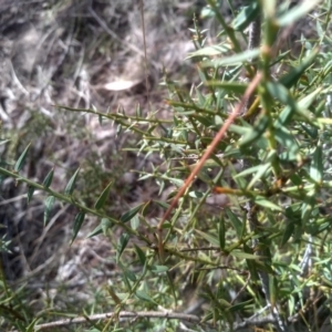 Daviesia ulicifolia subsp. ruscifolia at Cooma, NSW - 23 Sep 2023 02:22 PM