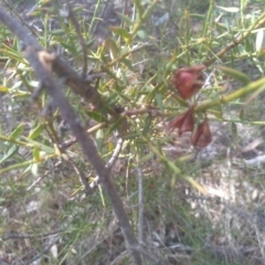 Daviesia ulicifolia subsp. ruscifolia at Cooma, NSW - 23 Sep 2023 02:22 PM