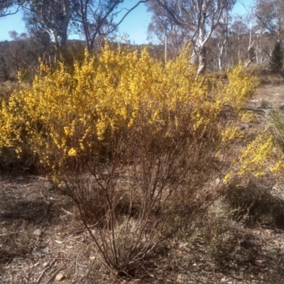 Acacia dawsonii (Dawson's Wattle) at Dairymans Plains, NSW - 24 Sep 2023 by mahargiani