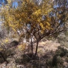 Acacia rubida (Red-stemmed Wattle, Red-leaved Wattle) at Dairymans Plains, NSW - 24 Sep 2023 by mahargiani
