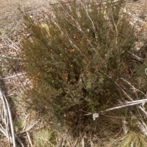 Pultenaea altissima at Countegany, NSW - 27 Sep 2023