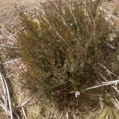 Pultenaea altissima (Tall Bush-pea) at Countegany, NSW - 27 Sep 2023 by mahargiani