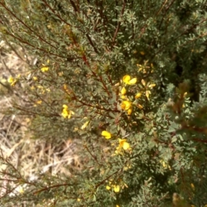 Pultenaea altissima at Countegany, NSW - 27 Sep 2023