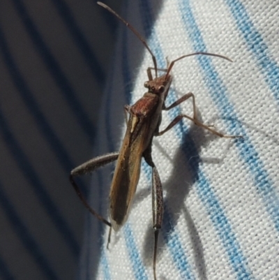 Melanacanthus scutellaris (Small brown bean bug) at Conder, ACT - 4 Apr 2023 by MichaelBedingfield