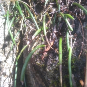 Dockrillia striolata at Countegany, NSW - suppressed