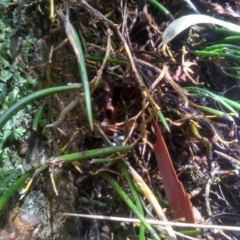 Dockrillia striolata at Countegany, NSW - suppressed