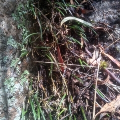 Dockrillia striolata at Countegany, NSW - suppressed