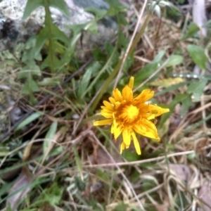 Taraxacum sp. at Countegany, NSW - 27 Sep 2023