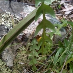 Taraxacum sp. at Countegany, NSW - 27 Sep 2023 11:36 AM