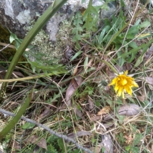 Taraxacum sp. at Countegany, NSW - 27 Sep 2023