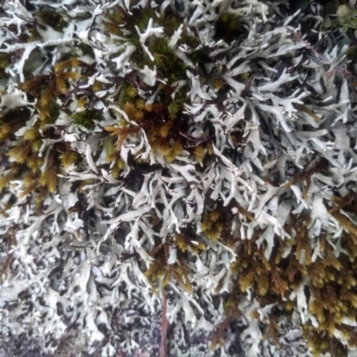 Lichen - foliose at Wadbilliga National Park - 27 Sep 2023 by mahargiani