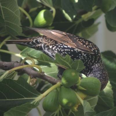 Sturnus vulgaris (Common Starling) at Conder, ACT - 4 Apr 2023 by michaelb