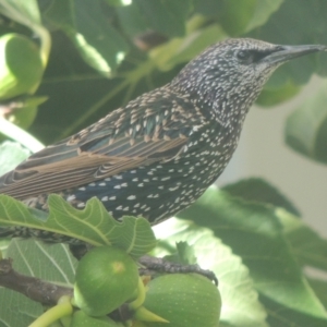 Sturnus vulgaris at Conder, ACT - 4 Apr 2023 03:19 PM