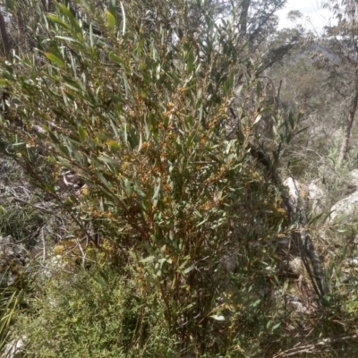 Daviesia mimosoides subsp. mimosoides at Countegany, NSW - 27 Sep 2023 by mahargiani