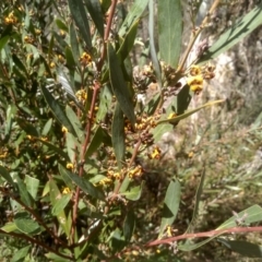 Daviesia mimosoides subsp. mimosoides at Countegany, NSW - 27 Sep 2023 12:03 PM