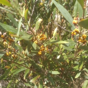 Daviesia mimosoides subsp. mimosoides at Countegany, NSW - 27 Sep 2023