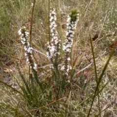 Epacris breviflora (Drumstick Heath) at Wadbilliga National Park - 27 Sep 2023 by mahargiani