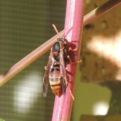 Polistes (Polistella) humilis (Common Paper Wasp) at Pollinator-friendly garden Conder - 4 Apr 2023 by michaelb