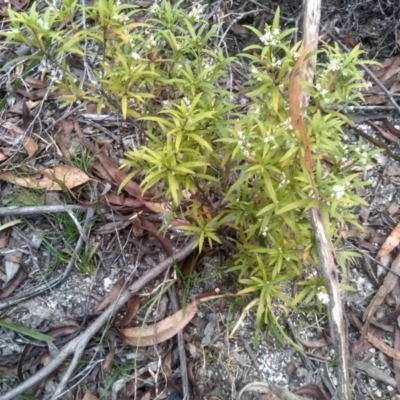 Leucopogon affinis (Lance Beard-heath) at Wadbilliga National Park - 27 Sep 2023 by mahargiani