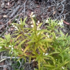 Leucopogon affinis at Countegany, NSW - 27 Sep 2023 12:15 PM