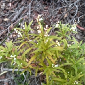 Leucopogon affinis at Countegany, NSW - 27 Sep 2023