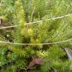 Unidentified Moss, Liverwort or Hornwort at Countegany, NSW - 27 Sep 2023 by mahargiani