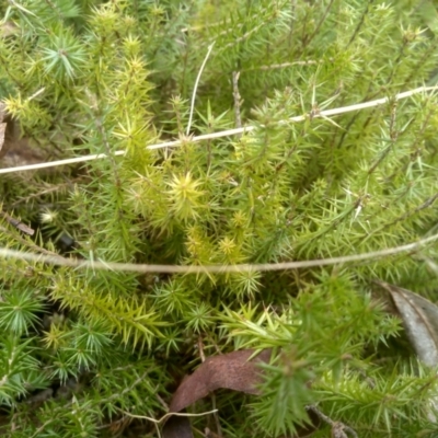 Polytrichum at Wadbilliga National Park - 27 Sep 2023 by mahargiani