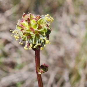 Sanguisorba minor at Phillip, ACT - 28 Sep 2023