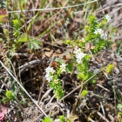 Asperula conferta (Common Woodruff) at Phillip, ACT - 28 Sep 2023 by Mike