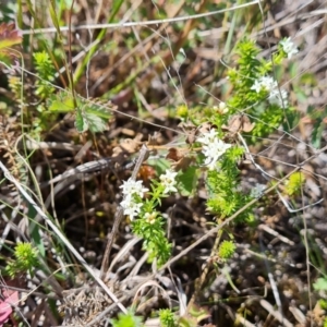 Asperula conferta at Phillip, ACT - 28 Sep 2023